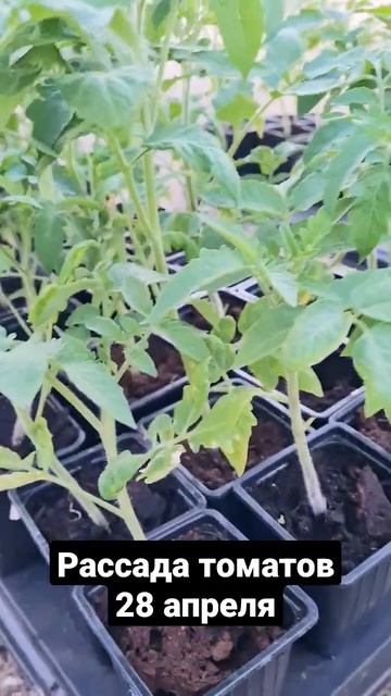 Рассада томатов бычье сердце смотреть онлайн