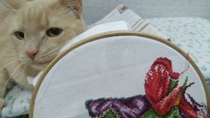 22.02.25. Опять за старое.