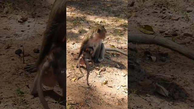 Kiko don't like Tara make Patrick cry смотреть онлайн