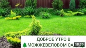 ДОБРОЕ УТРО В 🌲МОЖЖЕВЕЛОВОМ САДУ🌲. 5.06.2024г.