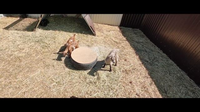 НАС ПРИГЛАСИЛИ В ХОЗЯЙСТВО КСЕНИИ | МАХНУЛИСЬ КОЗЛИКАМИ😂
