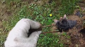 Борьба с КРОТАМИ на дачном участке