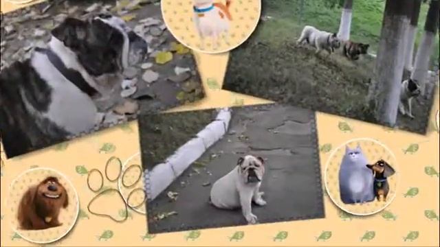 Английские бульдоги Бэрримор Хаус смотреть онлайн