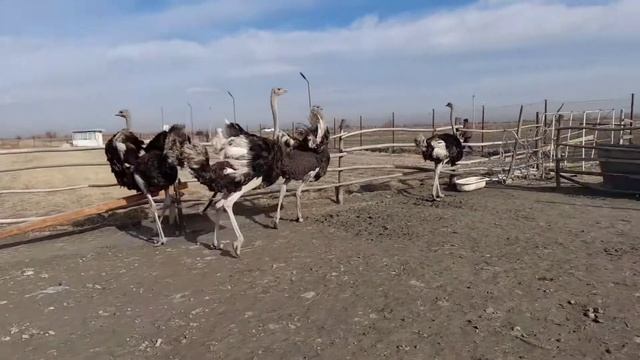 Tuyaqush boqish biznesi va sir asrorlari | Ostrich business | How to care for ostrich смотреть онлайн