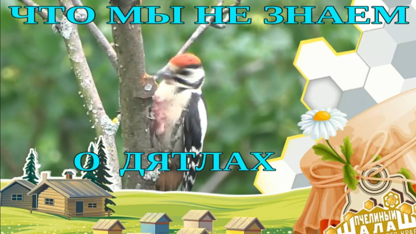 ДЯТЕЛ В ПРИРОДЕ. ПЁСТРЫЙ ДЯТЕЛ ЗАЛЕТЕЛ В ГОРОД! ДЯТЕЛ ДОЛБИТ ДЕРЕВО. смотреть онлайн