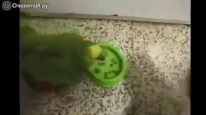 Кот и попугай выясняют отношения