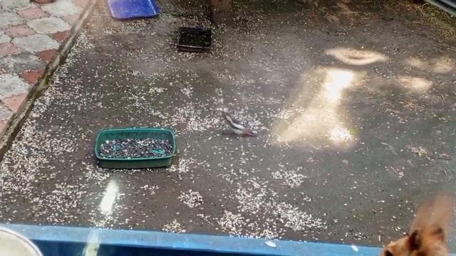 Спасибо C2C за помощь мы очень нуждаемся в помощи для бельчат и белок карта 2202 2062 6013 7323