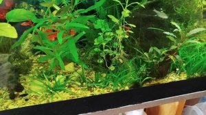 спец в аквариумистике