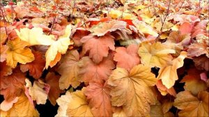 Best Perennials - Heuchera 'Southern Comfort' (Coral Bells)