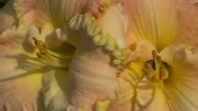 Лилейник daylily BEACHIN BABE