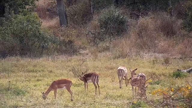 Djuma: Impalas, Mongoose and Francolins - 11:38 - 07/07/21 смотреть онлайн