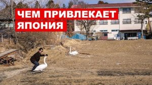 Зачем ехать в Японию если дома не плохо кормят