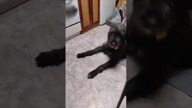ирландский волкодав