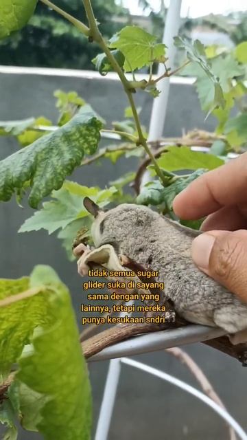 #animals #cute #pets #sugarglider #funny #viral смотреть онлайн