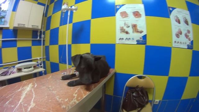 Ева заболела смотреть онлайн