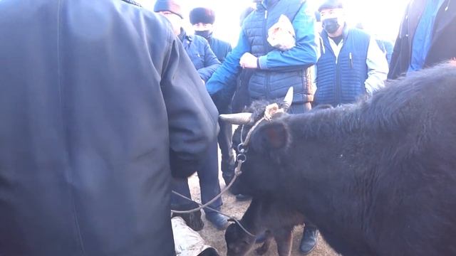 поп ґурумсаройда мол бозор она болла боґоз хисир нарх наволари!  27-yanvar