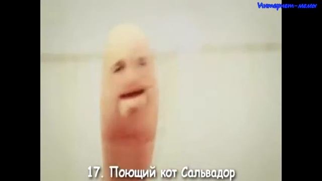 17.  Поющий кот Сельвадор