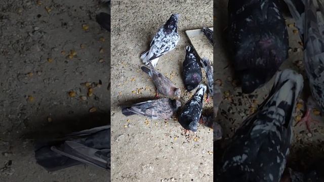 Мраморные Бакинские голуби Сергея Башмакова тел. 89064759218 смотреть онлайн