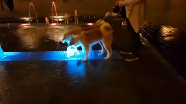 Жизнь акит..в городе...И в завершение вечерней прогулки...ВОДОПОЙ у фонтана!!!! смотреть онлайн