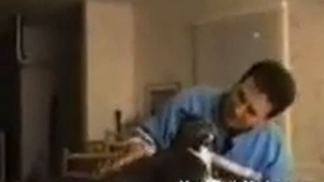 Говорящие кошки.MP4 смотреть онлайн