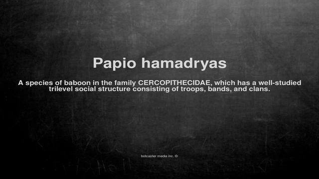 Medical vocabulary: What does Papio hamadryas mean