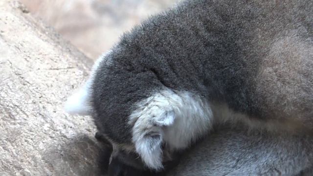 CUTE Lemur NEW video Toronto ZOO by SanSanychTV смотреть онлайн