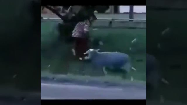 Дерзкий Баран