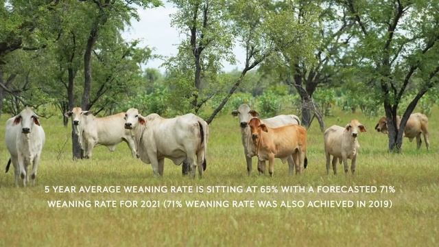 'Miranda Downs', Gulf of Carpenteria, Qld. смотреть онлайн