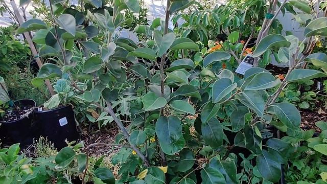 How to Permaculture Garden & Food Forest Design Like Serenity Garden смотреть онлайн