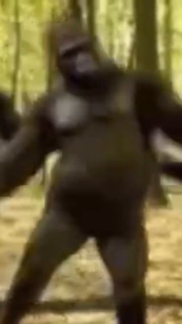 orang utan,