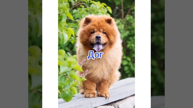 Породы собак 2 часть