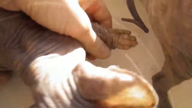 Кошечки Rafinad Felicia и Rafinad Fabiana