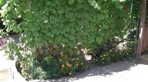 Виноград Киевский белый