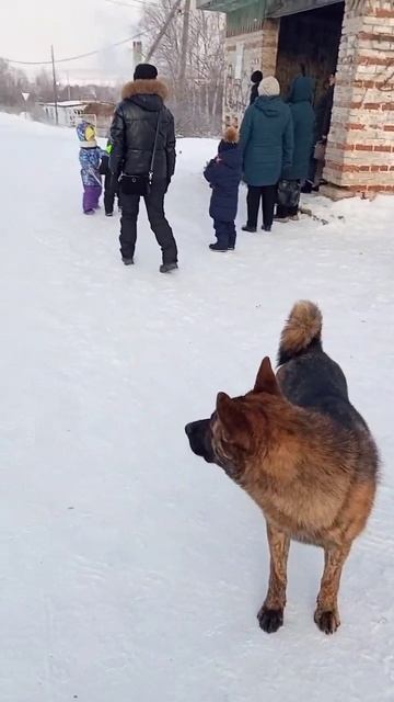 Ищу хозяинаВерный пёс провожает поселенцев на работуживотные - это наша совесть