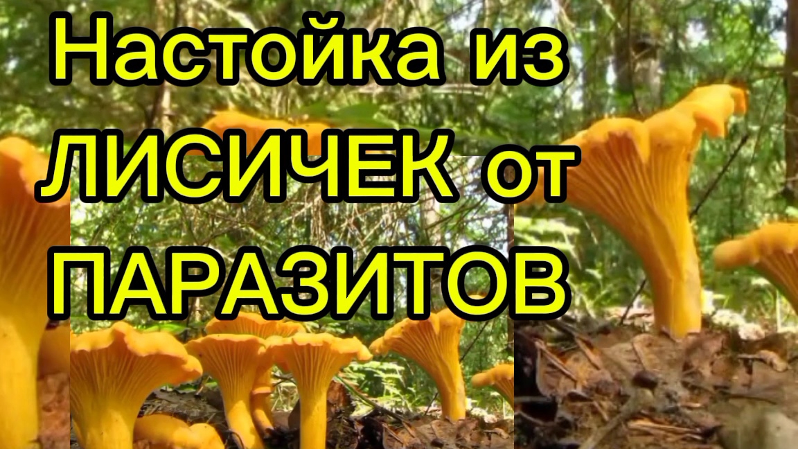 Лисички.Паразиты и их яйца гибнут. Из лисичек настойка.