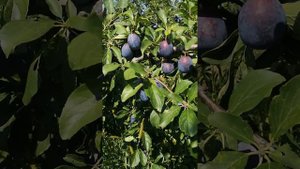 Слива Ненька