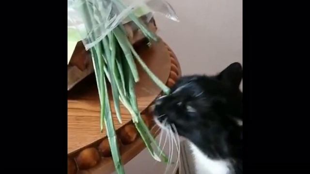 Кот ест зелёный лук — реально ест ! лук батун / cat eats spring onions
