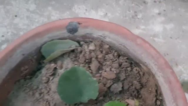 Arabian Wax Ivy | Plant #Cissusrotundifolia care & propagation
