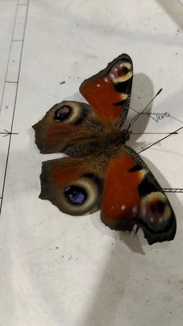 Не поверите! Оказывается БАБОЧКИ ночь СПЯТ🤯
Сбой в матрице. смотреть онлайн