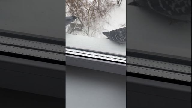 Голубь на подоконнике выпрашивает еду смотреть онлайн