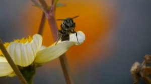 funny dance of wasp