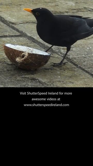 The common blackbird Coconut Suet Shells #shorts смотреть онлайн