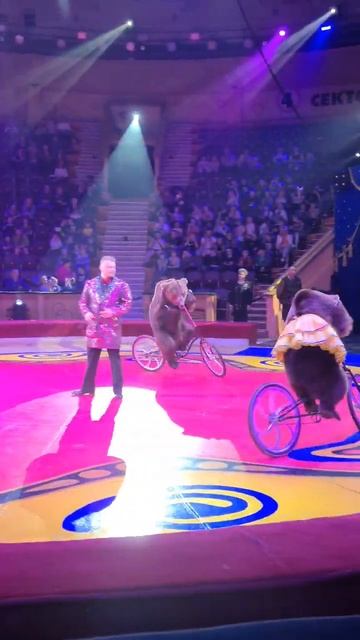 #медведи_на_велосипеде #цирк #медведи смотреть онлайн