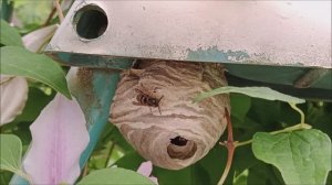 Уничтожение осиного гнезда