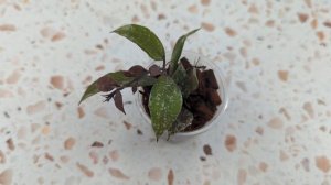 Hoya Lacunosa Royal Flush