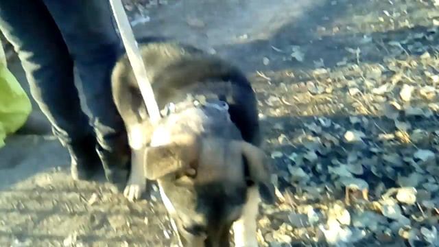 Кто любит собачки смотрите это видит и ставит лайк смотреть онлайн