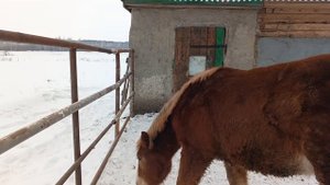 Советский тяжеловоз Ефрат