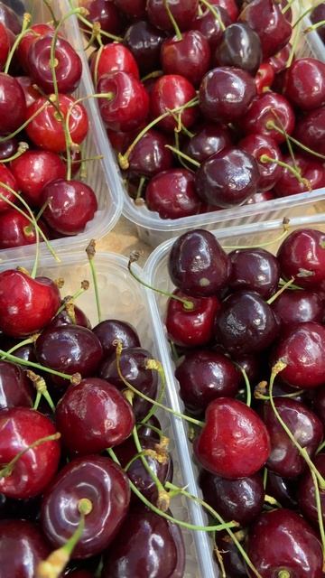 Черешня Канадской Селекции