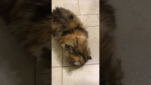 Моя Зая  хозяюшка:)) смотреть онлайн