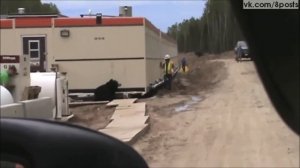 Мужик переоделся в медведя. Прикол.